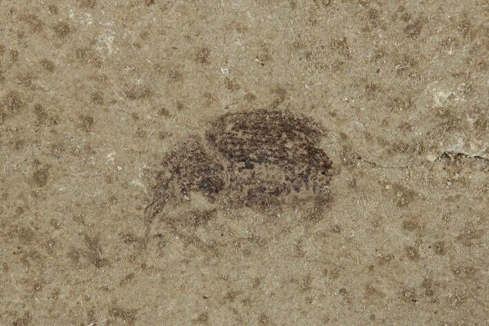 Fossil Weevil (Snout Beetle) - Green River Formation, Colorado #189443